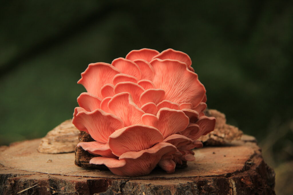 pleurote rose souche de pin